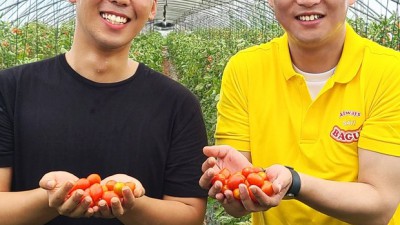 내 피부를 위한 선택! 갈아만든생방울토마토즙 후기와 꿀팁 대방출🍅